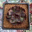 Echeveria 'Black Tan' 2" Succulent Plant