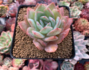 Echeveria 'Paul Shay' 3” Succulent Plant