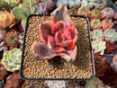 Echeveria 'Golden State' Variegated 2" Succulent Plant