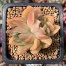 Echeveria Agavoides 'Bubble Rose' 1" Succulent Plant