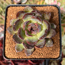 Echeveria sp. 3” Air Magic Hybrid Succulent Plant