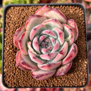 Echeveria 'Ratam' 3" Succulent Plant