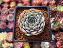 Echeveria 'Clara' 1"-2" Succulent Plant