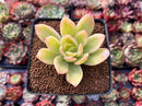 Echeveria 'Golden Glow' Variegated 2" Succulent Plant