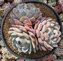 Echeveria 'Orange Monroe' 8" Cluster Extra Large Succulent Plant