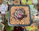 Echeveria 'Casio' Variegated 1" Succulent Plant