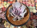 Echeveria 'Valkyrie' 3"-4" Succulent Plant