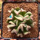 Echeveria 'Black Hawk' 2" Succulent Plant