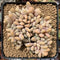 Cremeneria 'Expatriata' Crested Cluster 3"-4" Succulent Plant