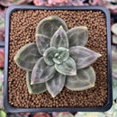 Echeveria 'Xichuensis' 2" Succulent Plant
