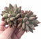 Pachyveria Finger Light 4” Cluster Rare Succulent Plant