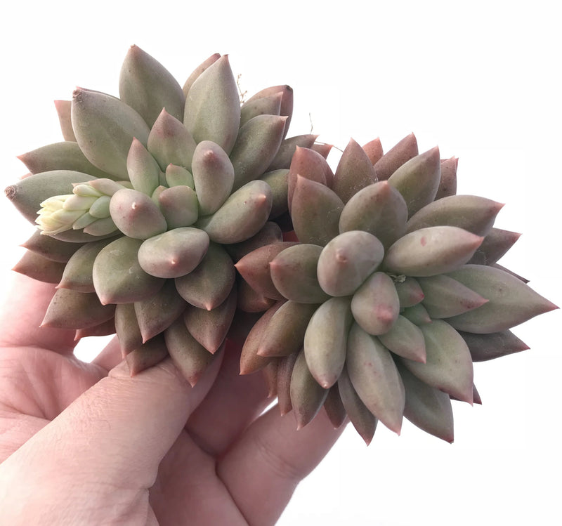 Pachyveria Finger Light 4” Cluster Rare Succulent Plant