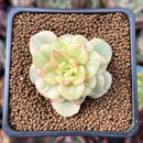 Sedeveria 'Rolly' Variegated 1" Succulent Plant