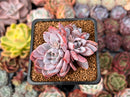 Echeveria 'Lulu' 2" Succulent Plant