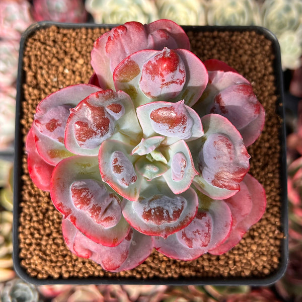 Echeveria 'Hearts Delight' 2"-3" Succulent Plant