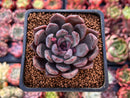 Echeveria 'Purple Zaragoza' 2" Succulent Plant