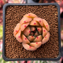 Echeveria Agavoides sp. 1" Succulent Plant