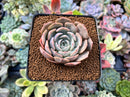 Echeveria 'Softball' 2"-3" New Hybrid Succulent Plant