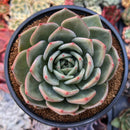 Echeveria 'White Champaign' 4" Succulent Plant