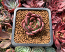 Echeveria sp. 1" Succulent Plant