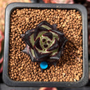 Echeveria Agavoides 'Black Ebony' 1" *Cutting* Succulent Plant