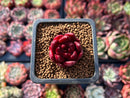 Echeveria Agavoides 'Pentera' 1" Small Succulent Plant