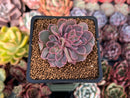 Echeveria 'Magic Savannah' 1" Succulent Plant
