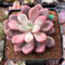 Echeveria 'Polari Heart' 2" Succulent Plant