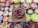 Echeveria 'Fushike' 1" New Hybrid Succulent Plant