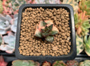 Echeveria 'Monocerotis' Variegated 1/2" Seedling Succulent Plant