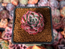 Echeveria 'Black Swan' 1" Succulent Plant