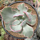 Echeveria 'Flying Cloud' Variegated 5" Succulent Plant