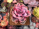 Echeveria 'Rainbow' Variegated 3" Succulent Plant