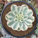 Echeveria 'Compton Carousel' Variegated 3" Succulent Plant
