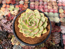 Echeveria 'White Champaign' 3" Succulent Plant