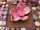 Echeveria 'Golden State' Variegated 2"-3" Succulent Plant