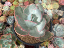 Echeveria 'Flying Cloud' Variegated 5" Succulent Plant