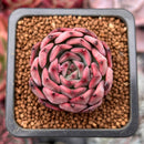Echeveria Agavoides 'Nomad' 1" Succulent Plant