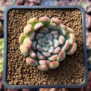 Echeveria 'Mars' 2" Succulent Plant