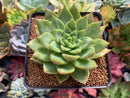 Echeveria Agavoides 'Alienor' 3" Succulent Plant