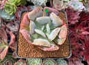 Echeveria 'Hearts Delight' 3" Succulent Plant