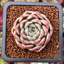 Echeveria 'Humil Rose' 1" New Hybrid Succulent Plant