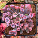 Echeveria 'Trumpet Pinky' 2"-3" Succulent Plant