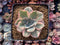 Echeveria 'Pink Harin' Variegated 4" Succulent Plant
