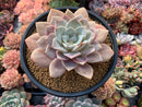 Echeveria 'Grus' 5" Powdery  Succulent Plant