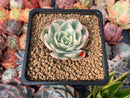 Echeveria 'Compton Carousel' Variegated 1" Succulent Plant