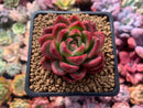 Echeveria Agavoides 'Callisto' 3" Succulent Plant