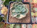 Echeveria 'Nicksana' Variegated 1" Succulent Plant