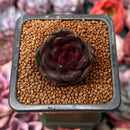 Echeveria 'Coco Jelly' 1" Succulent Plant