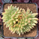 Echeveria Agavoides 'Maria' Crested 3" Succulent Plant